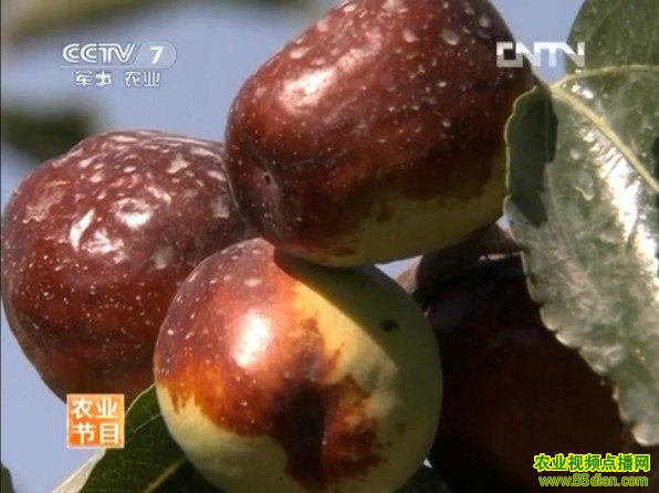 ������ֲ��Ƶ