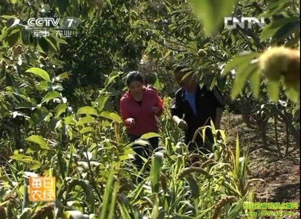 ������ֲ��Ƶ