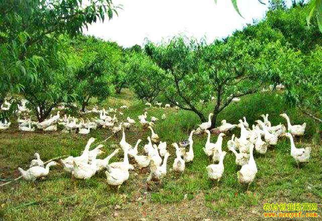 ɽ�������صԼ�Ӣ��԰���� һ�ٶ��Ч���