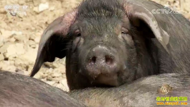 [�¸���]����ʯȪ�س��������ؼ����������� ��������