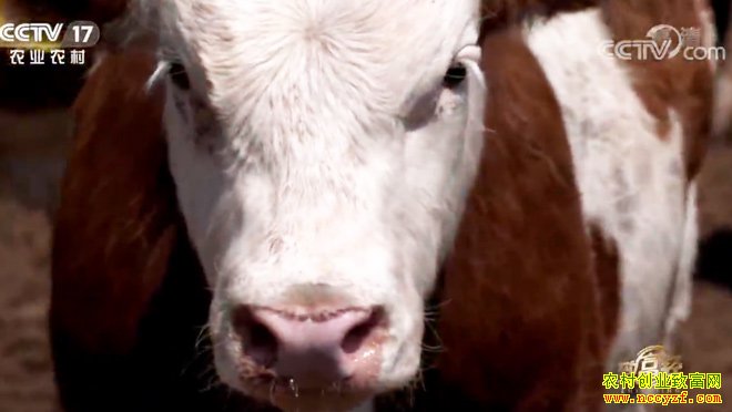 [�¸���]������������ɽ����ţ����� ˫��ҵ׬Ǯ