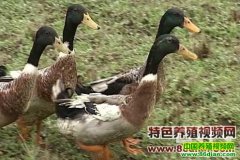 Ѽ����Ʒ�ֽ�����Ƶ