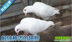 [�Ƽ�Է����]����ָ�ĳ��(20120319)