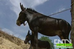 [ũ�����]����¿����ֳ������Ƶ