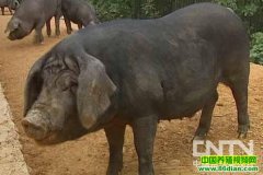 ��Ϫ������ֳ����