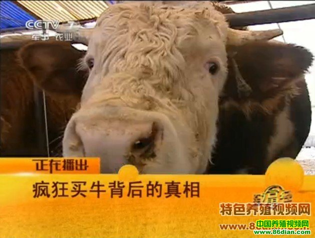 ��ţ��ֳ��Ƶ