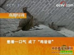 ����һ���� ���ˡ����ְ֡�