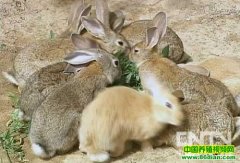 ��������ֳ����