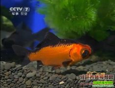 ����Ʒ�ֽ���