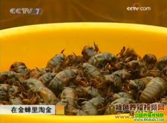 [�¸���]ɽ��۲�ǵ�ʯ�շ�������Խ���¸�