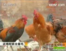 �⼦����ȫ��ë