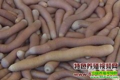 ɳ����ֳ������Ƶ