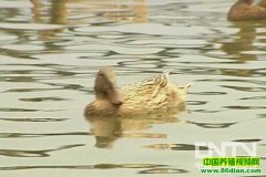 ��Ѽ����ֳ������Ƶ