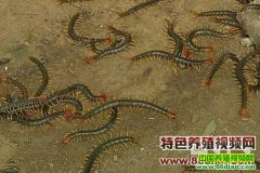 [ũ�����]�߲˴�������򼼼����Ƶ