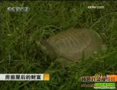 ��ǰ�ݺ�ĲƸ�