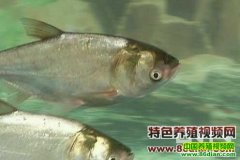 ��������ֳ����