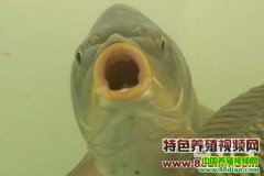 ��������ֳ������Ƶ