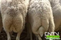 �����β����ֳ������Ƶ