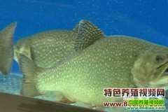 ���޺������ֳ������Ƶ