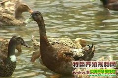 ����Ѽ��ֳ������Ƶ