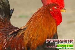 ��Զ�鼦��ֳ������Ƶ