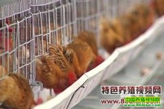 �Ϻ����鼦1�ŵ���ֳ������Ƶ