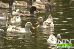 ��ˮ��Ѽ��ֳ������Ƶ