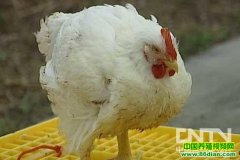 ��ά��500�⼦��������