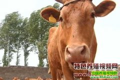 ����ţ��ֳ������Ƶ