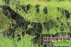 �����ɽ����ֳ����