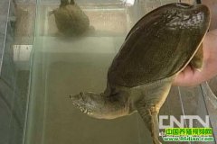 ���Ҵ����������Ƶ