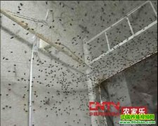 Ӭ������������Ƶ��2011.1.17��