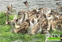 �˹��Ҷ����ֳ����(20120201)