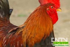 ��Զ�鼦��ֳ����(20120130)