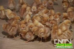 �����߳����ɻ���(20120229)