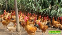 ���񼦵���ѧ��(20120604)