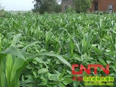 ���״󶹹�¢��ֲ������Ƶ