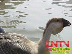 ʨͷ����ֳ������Ƶ(2010.7.4)