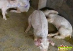 ��Բ�������ɷ���(2010.12.10)