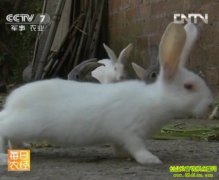 ���Ӳ�ֵ����������(20121031)