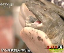 ��У԰�������������¸�·(2011.1.27)