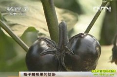 ���ӻ��ι��ķ���(20120704)