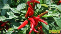 ��������Ҳ׬Ǯ(20121105)