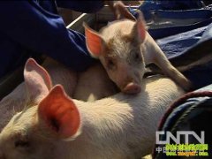 [�¸���]���θ��ɷ�̱����������Ƹ�����