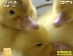 ����С�Ƶ��ӽ�Ѽ(20121114)