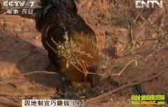 ��ľ��ʯ�ĺڼ�(20121115)