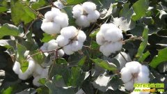 �޻��������ް��¼���(20121115)