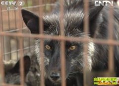 �����������С��(20121114)