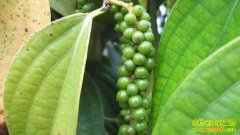 ������ƽ�� ����һ���(20121116)