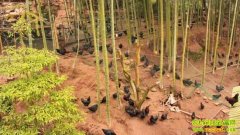 ��Ժ�ڼ���ֳ����(20121119)